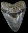 Serrated Megalodon Tooth - Almost Inches! #30368-1